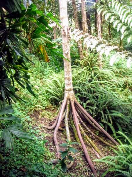The trees that walk